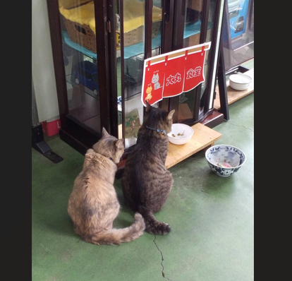 看板猫のジャイ子♂ちび♀